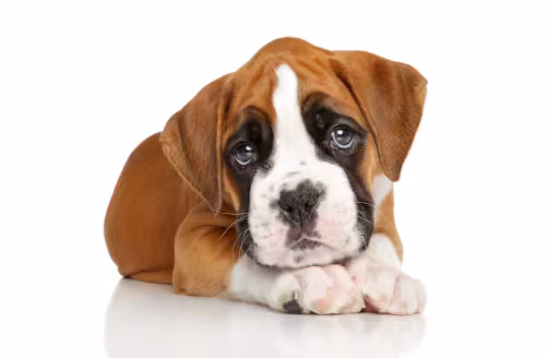 sad dog for page not found 